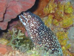 Canon A40 with flash Taken in Saba I like the color in th... by Richard Kelley 
